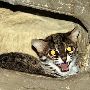 Palawan leopard cat (Prionailurus bengalensis heaneyi)