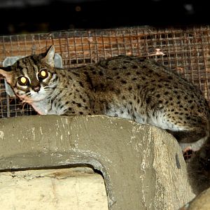 Palawan leopard cat (Prionailurus bengalensis heaneyi)