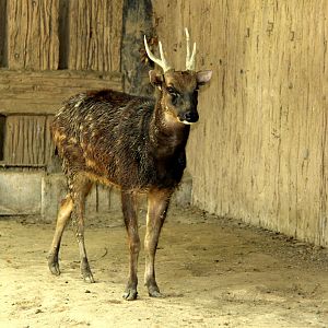Visayan spotted deer (Rusa alfredi)
