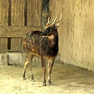 Visayan spotted deer (Rusa alfredi)