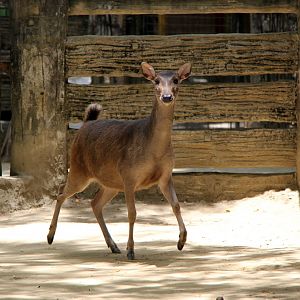 Philippine brown deer (Rusa marianna)