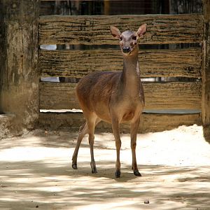 Philippine brown deer (Rusa marianna)