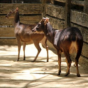 Philippine brown deer (Rusa marianna)
