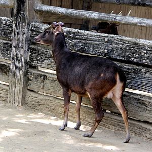 Philippine brown deer (Rusa marianna) & Visayan spotted deer (Rusa alfredi)