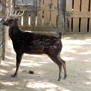 Visayan spotted deer (Rusa alfredi)