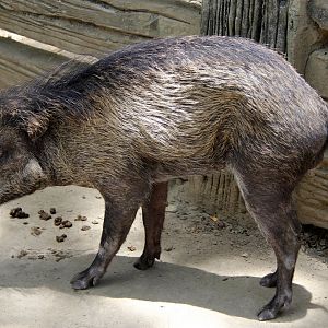 Visayan warty pig (Sus cebifrons)