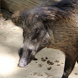 Visayan warty pig (Sus cebifrons)