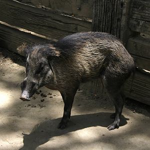 Visayan warty pig (Sus cebifrons)
