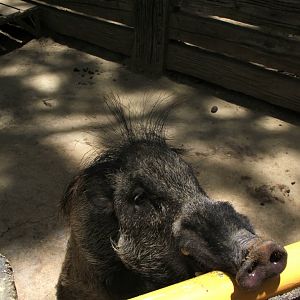 Visayan warty pig (Sus cebifrons)
