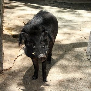 Philippine warty pig (Sus philippensis)