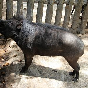 Philippine warty pig (Sus philippensis)