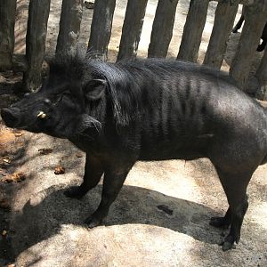 Philippine warty pig (Sus philippensis)