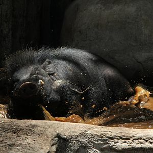 Philippine warty pig (Sus philippensis)