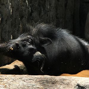 Philippine warty pig (Sus philippensis)