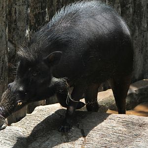 Philippine warty pig (Sus philippensis)