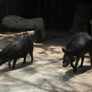 Philippine warty pigs (Sus philippensis)