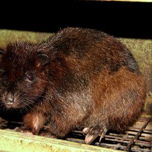southern Luzon giant cloud rat (Phloeomys cumingi)