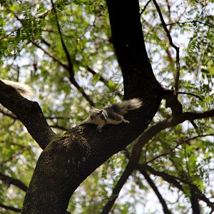 Variable squirrel (Callosciurus finlaysonii bocourti)
