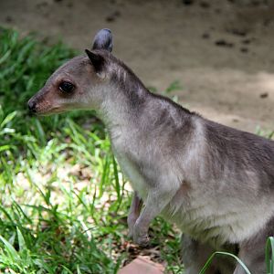 White-striped dorcopsis (Dorcopsis hageni)