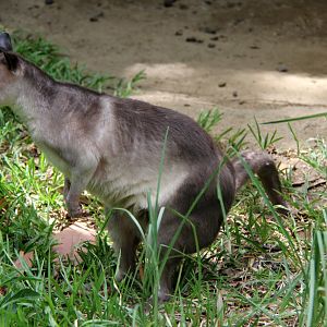 White-striped dorcopsis (Dorcopsis hageni)