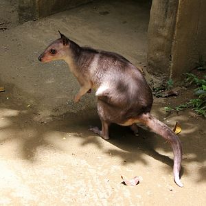 White-striped dorcopsis (Dorcopsis hageni)