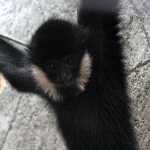 white-cheeked gibbon (Nomascus sp)