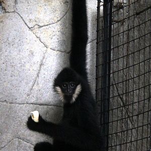 white-cheeked gibbon (Nomascus sp)