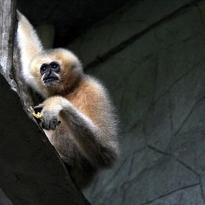 white-cheeked gibbon (Nomascus sp)