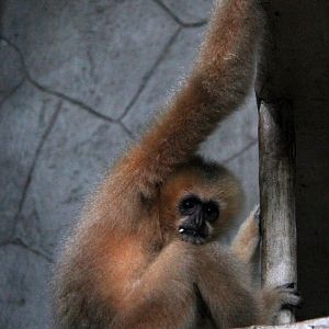white-cheeked gibbon (Nomascus sp)