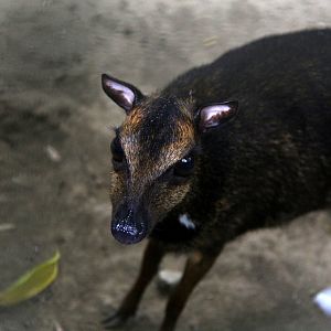 Philippine mouse-deer or Balabac chevrotain (Tragulus nigricans)