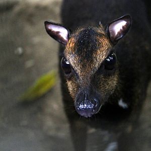 Philippine mouse-deer or Balabac chevrotain (Tragulus nigricans)