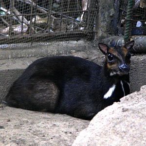 Philippine mouse-deer or Balabac chevrotain (Tragulus nigricans)