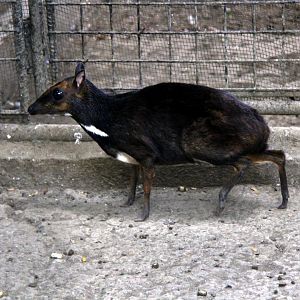 Philippine mouse-deer or Balabac chevrotain (Tragulus nigricans)