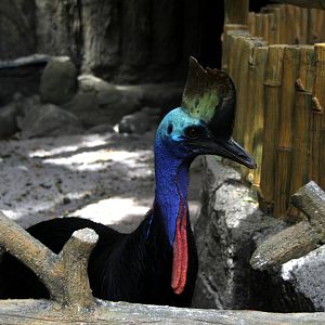 Southern cassowary or double-wattled cassowary (Casuarius casuarius)