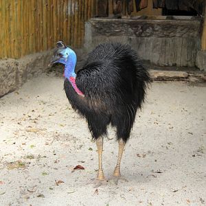 dwarf cassowary (Casuarius bennetti)