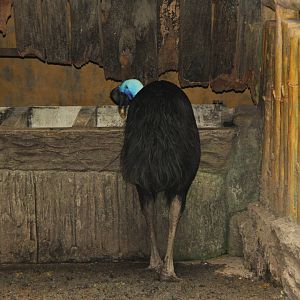 northern cassowary (Casuarius unappendiculatus)