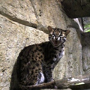 Visayan leopard cat (Prionailurus javanensis rabori)