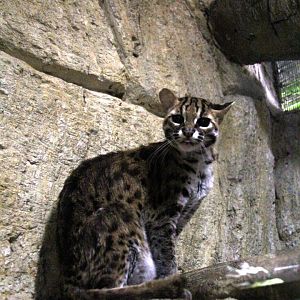 Visayan leopard cat (Prionailurus javanensis rabori)