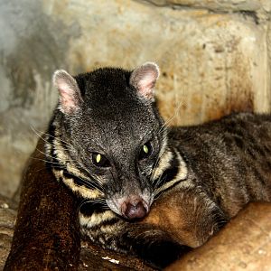 Malay civet (Viverra tangalunga)