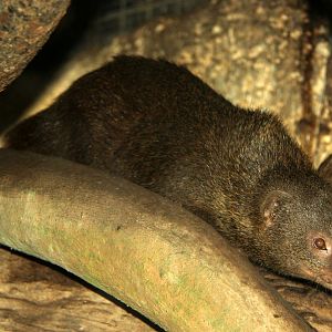 Palawan short-tailed mongoose (Herpestes brachyurus palawanus)