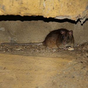 Tanezumi rat (Rattus tanezumi)