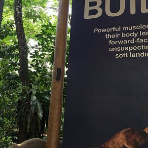 Malayan colugo or Sunda flying lemur (Galeopterus variegatus)