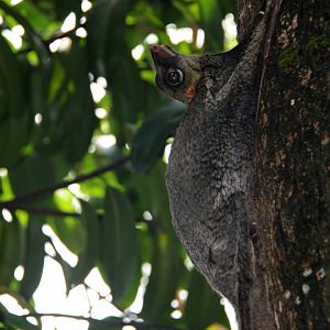 Malayan colugo or Sunda flying lemur (Galeopterus variegatus)