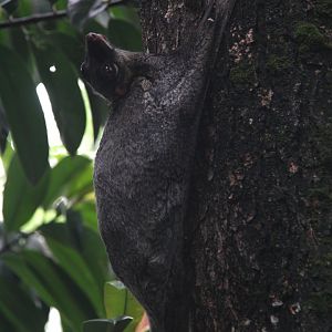 Malayan colugo or Sunda flying lemur (Galeopterus variegatus)