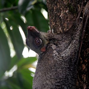 Malayan colugo or Sunda flying lemur (Galeopterus variegatus)