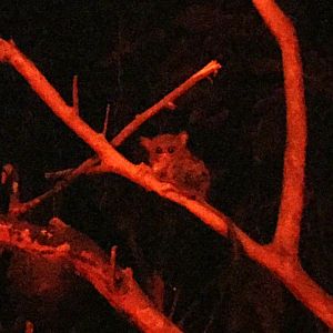 spectral tarsier (Tarsius spectrum)