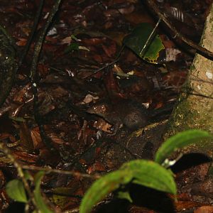 common treeshrew (Tupaia glis)