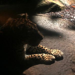 Sri Lankan leopard (Panthera pardus kotiya)