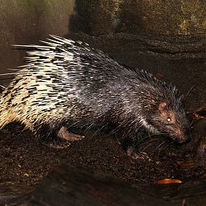 Malayan Porcupine (Hystrix brachyura)
