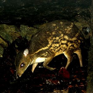 yellow-striped chevrotain (Moschiola kathygre)